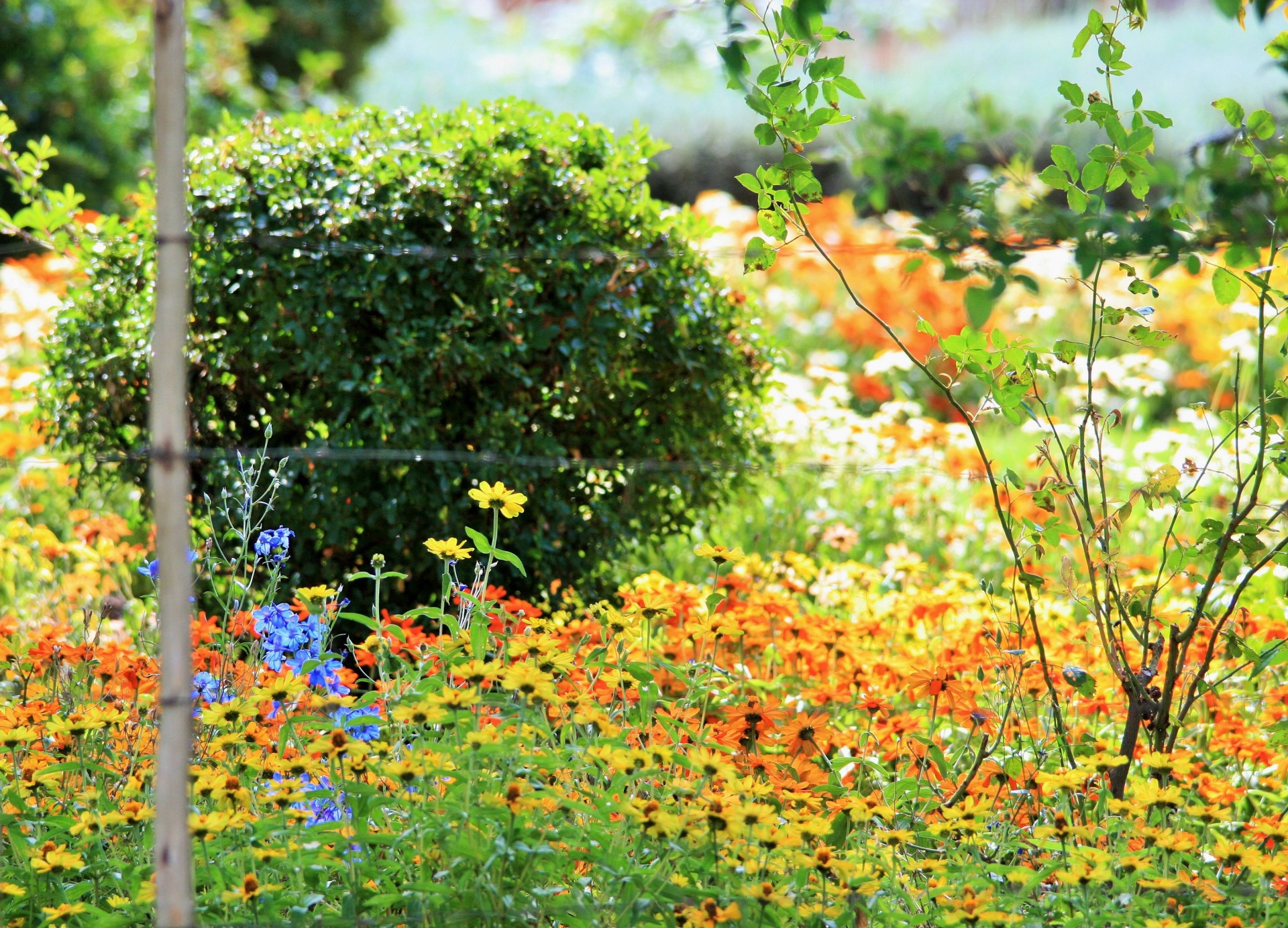 garden flowers bright free photo