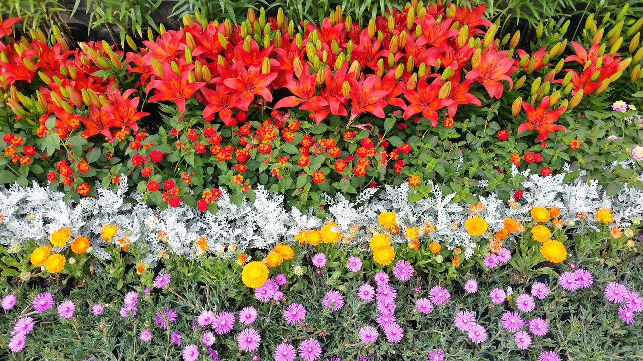 flower garden ulsan taehwa free photo
