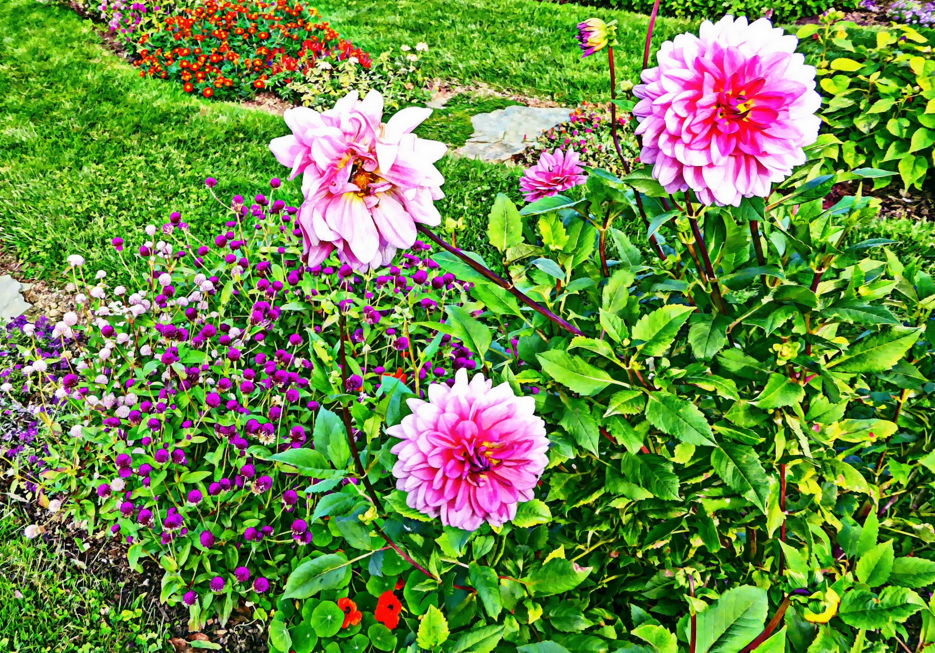 flower flowers garden free photo