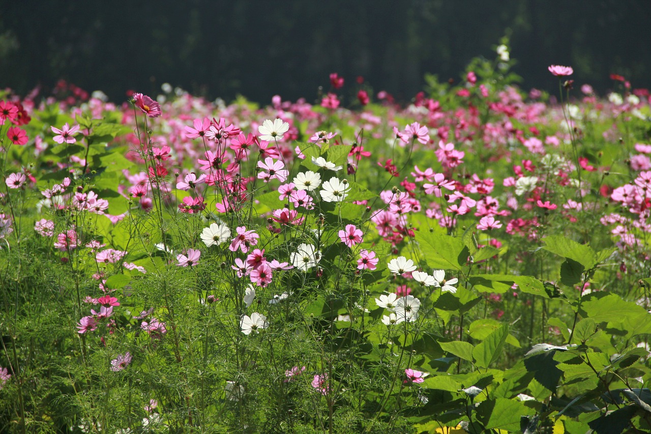 flower garden flowers nature free photo