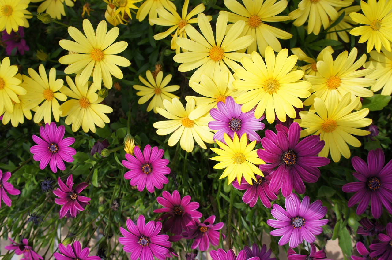 flower garden flowers purple flowers free photo