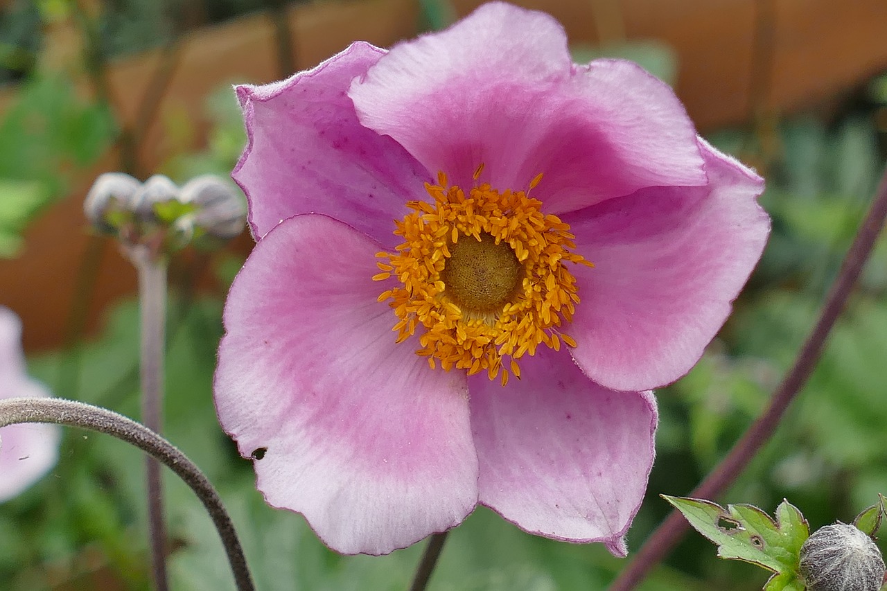 flower garden macro plant free photo