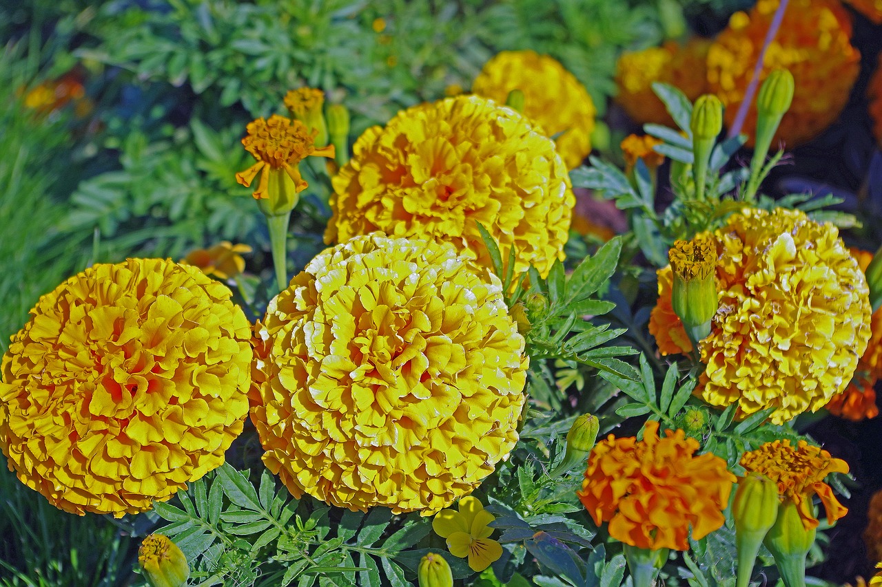 flower garden  plant  yellow free photo