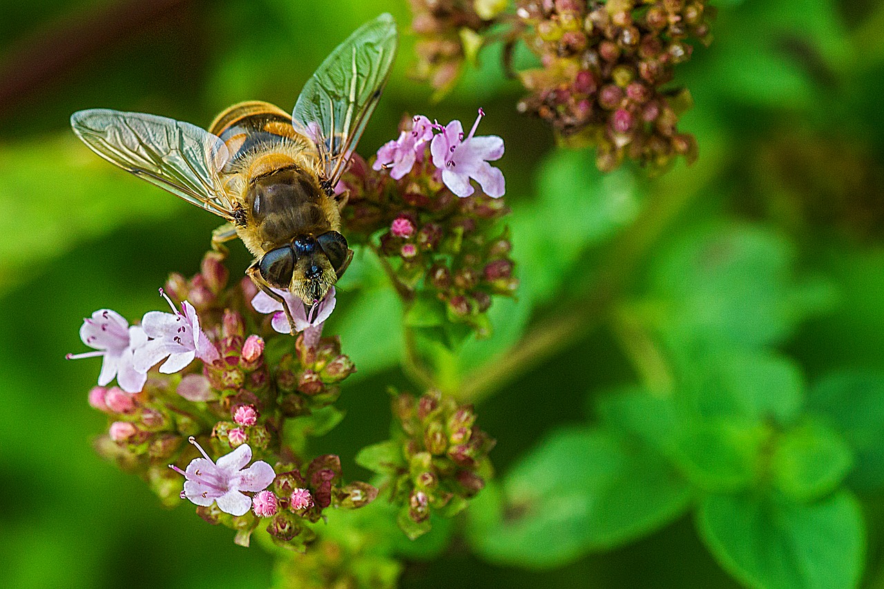 flower garden  bee  blossom free photo