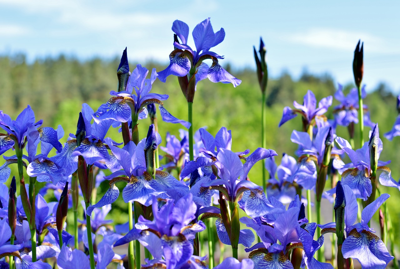 flower garden  iris  lilies free photo