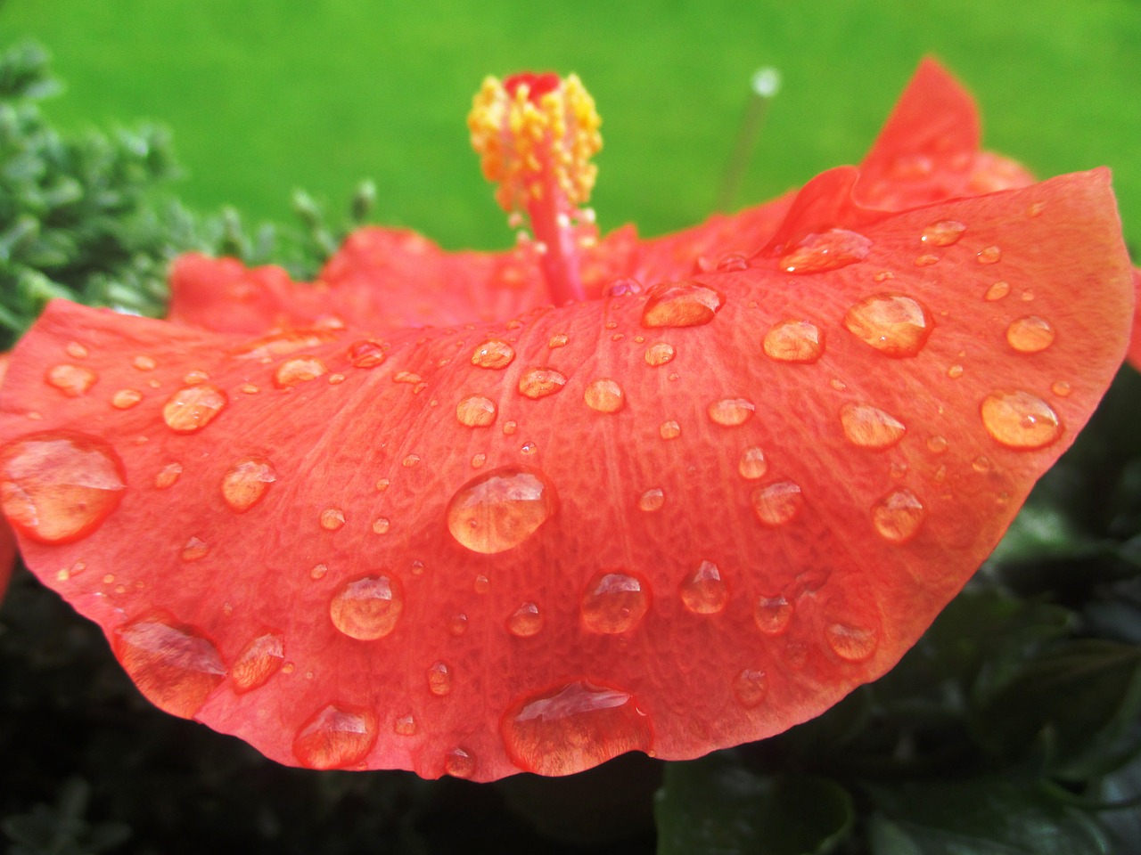 flower garden hibiscus blossom free photo