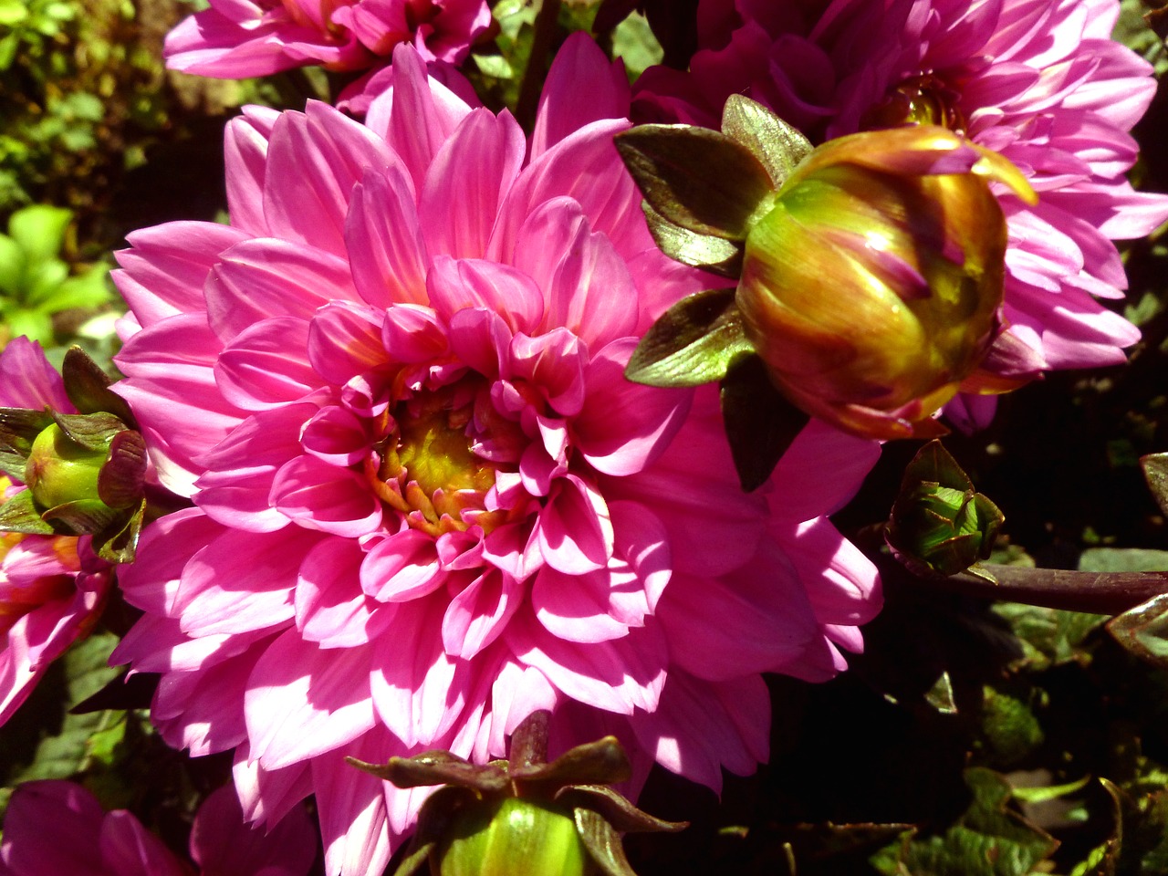 flower garden flower plant dahlia free photo