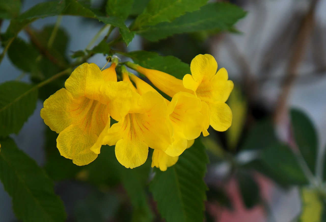 flower gold tone yellow flowers yellow free photo