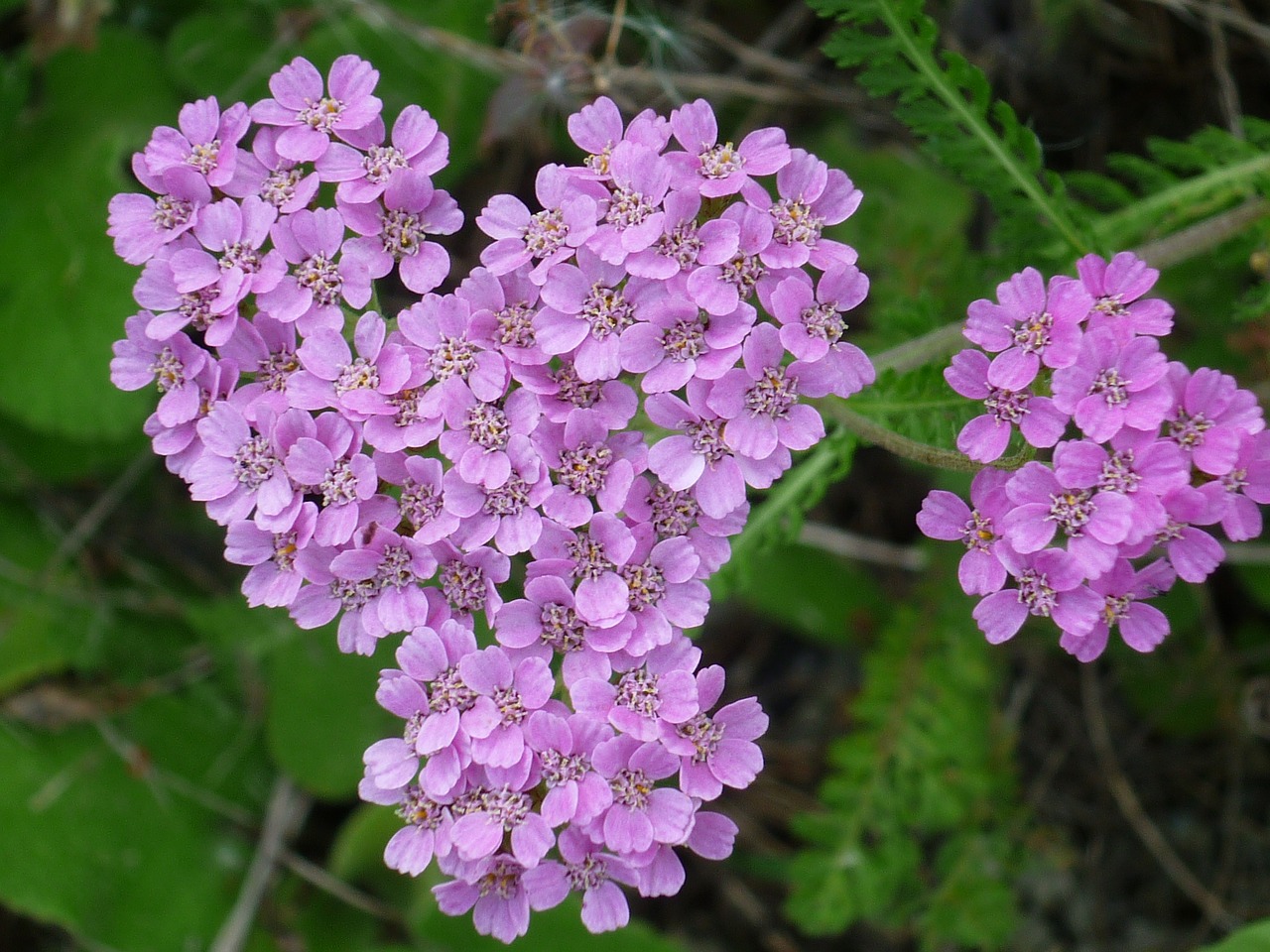 flower grape stonecrop pink free photo