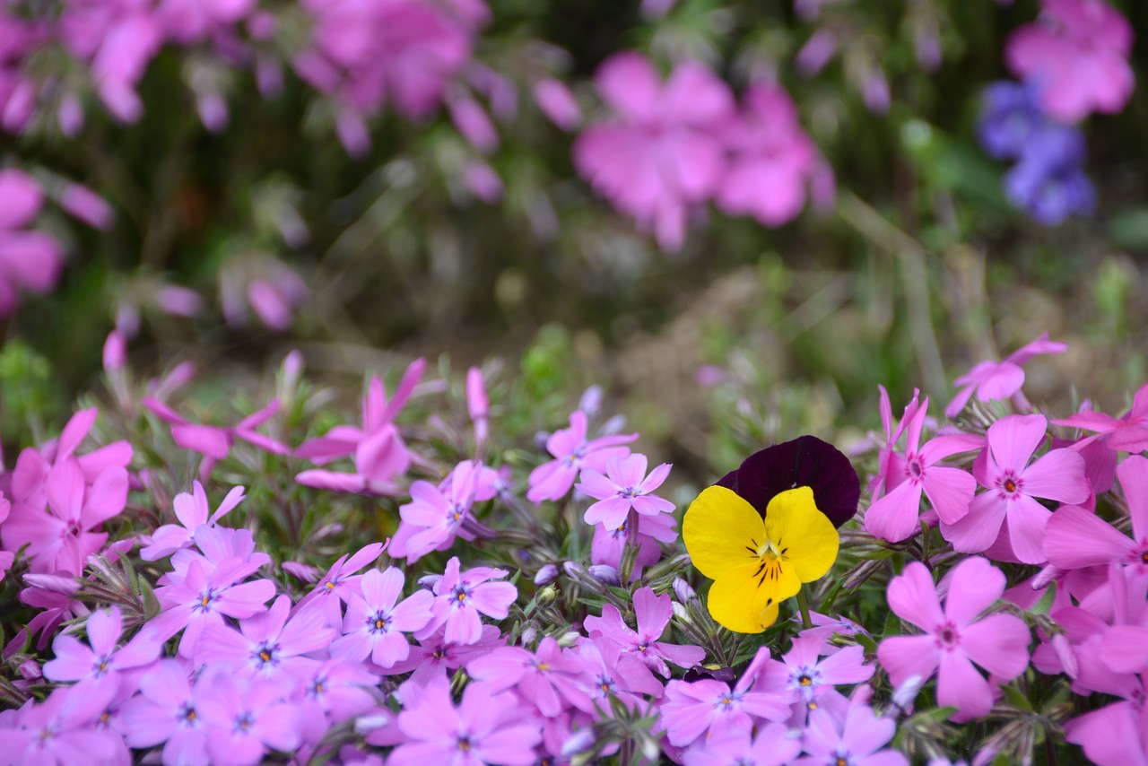 flower grass flowers grass free photo