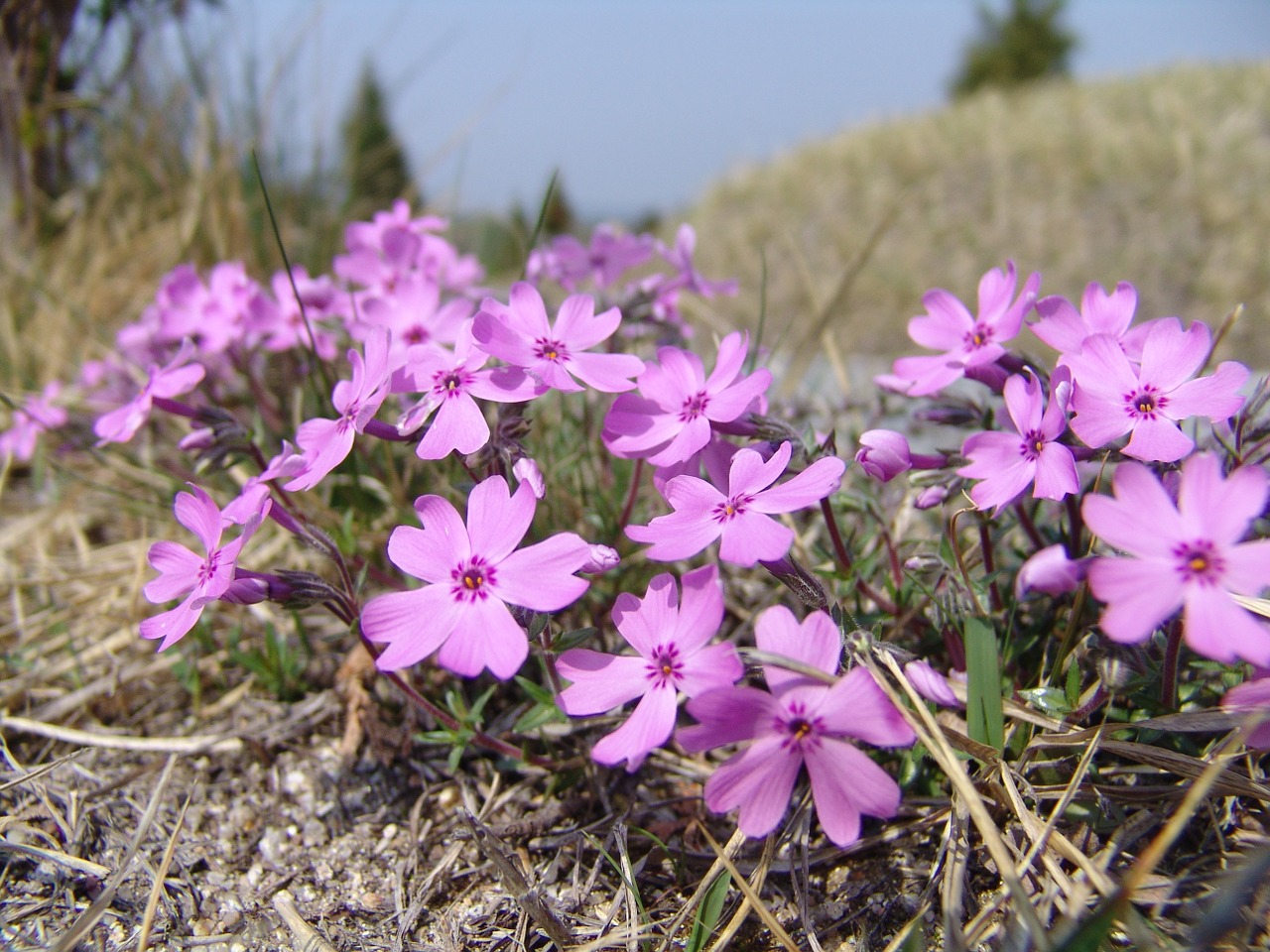 flower grass grass flowers free photo