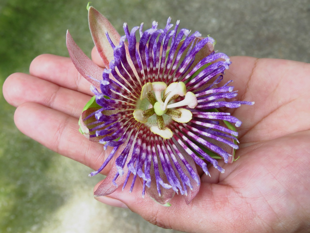 flower hand flower hand free photo