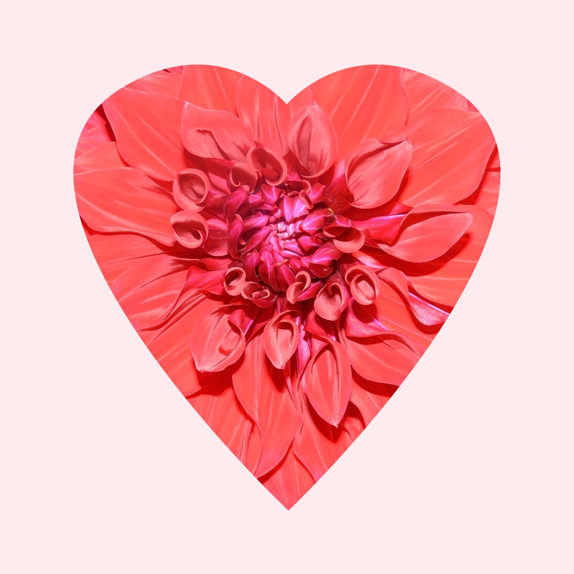 flower heart pink free photo