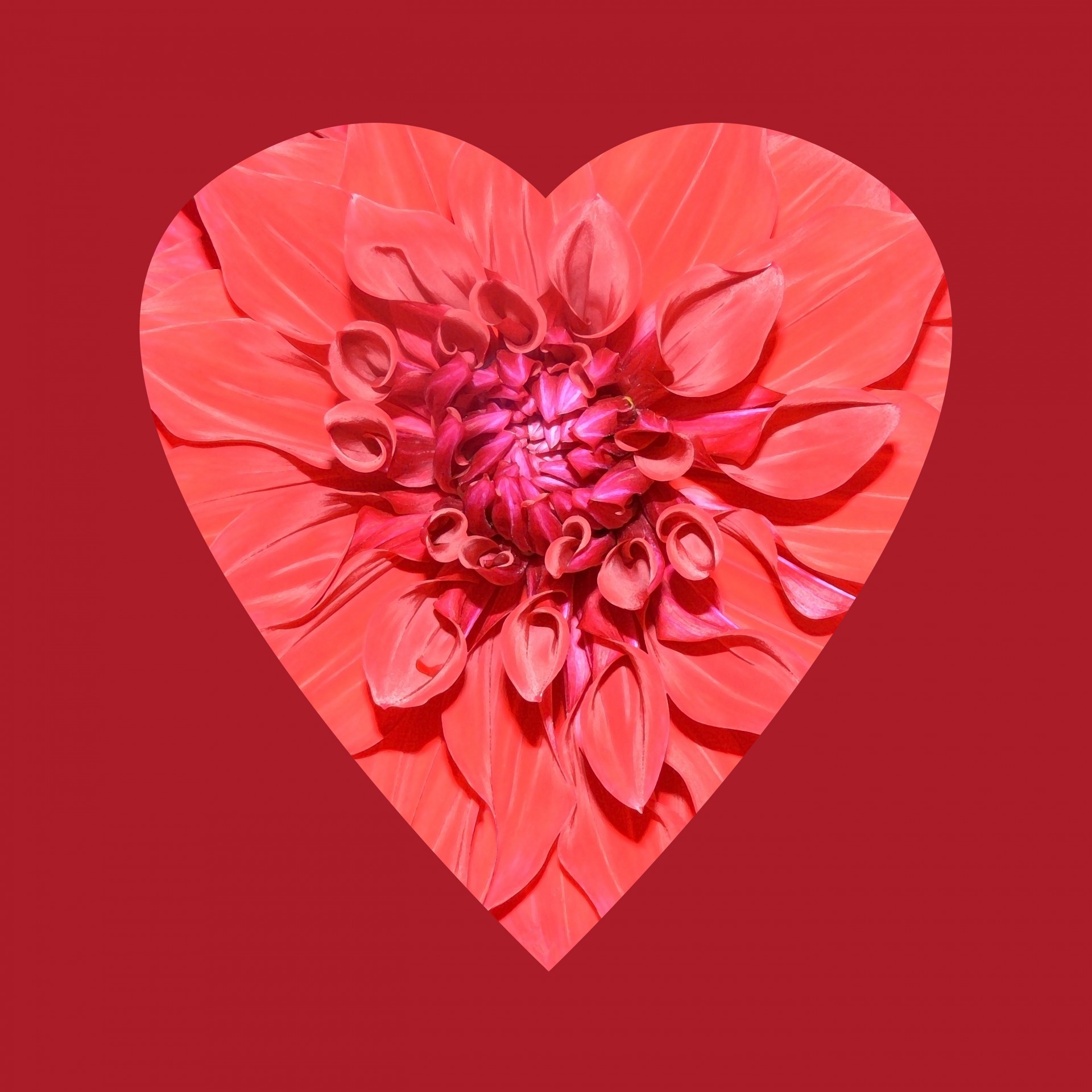 flower heart red free photo