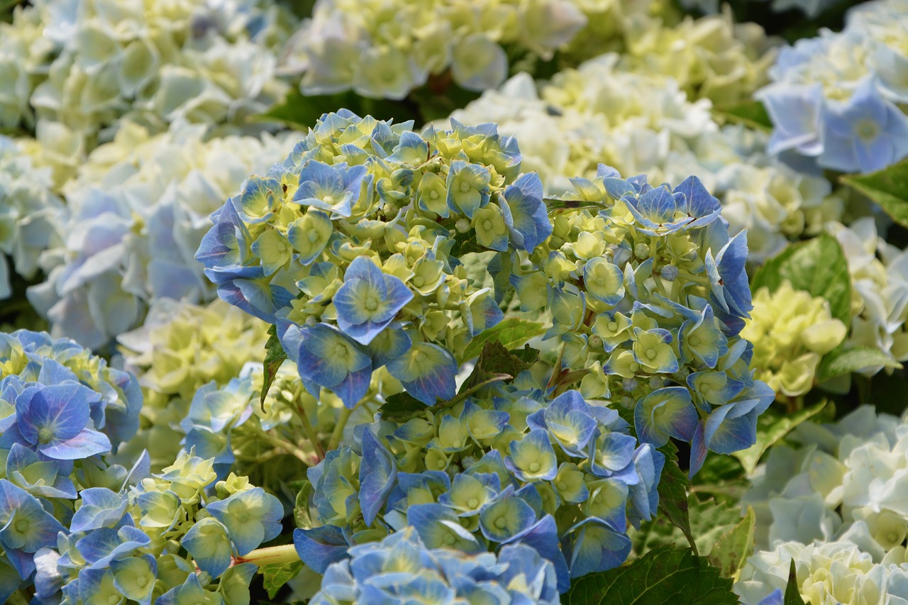 flower hydrangea blue garden free photo