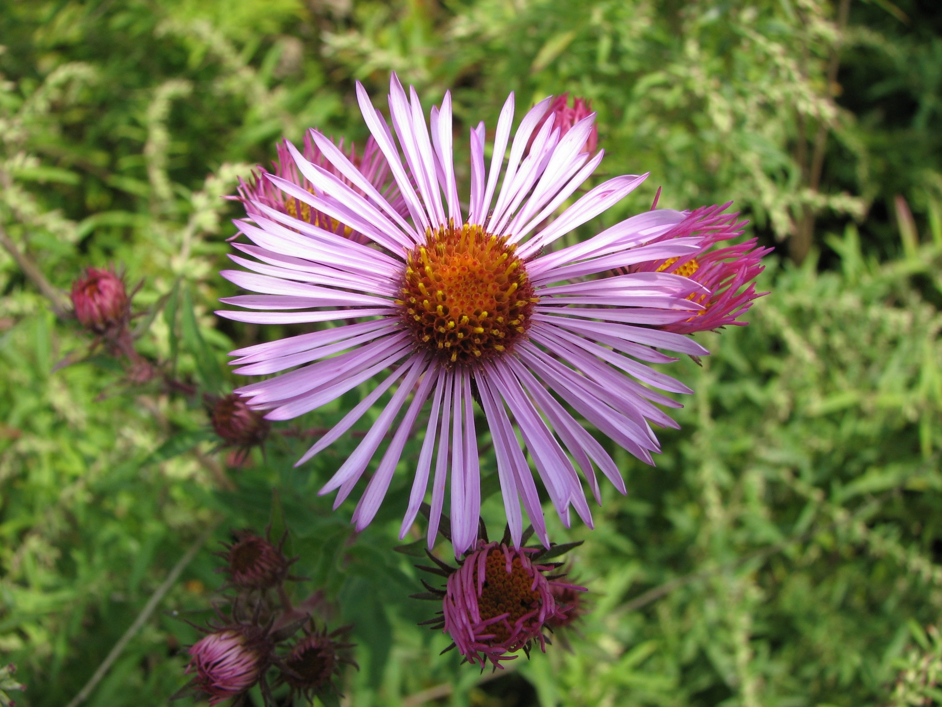 flower nature purple flower free photo