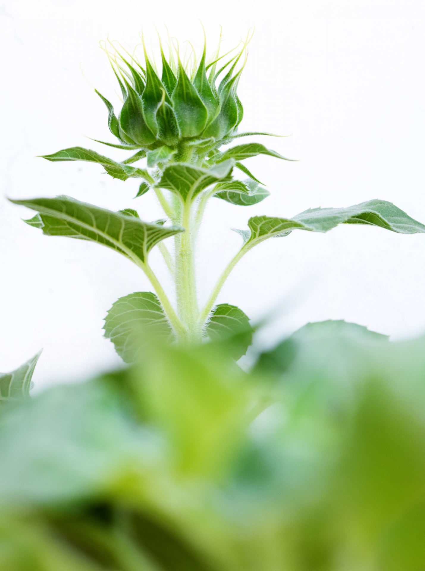 sunflower bud flower free photo