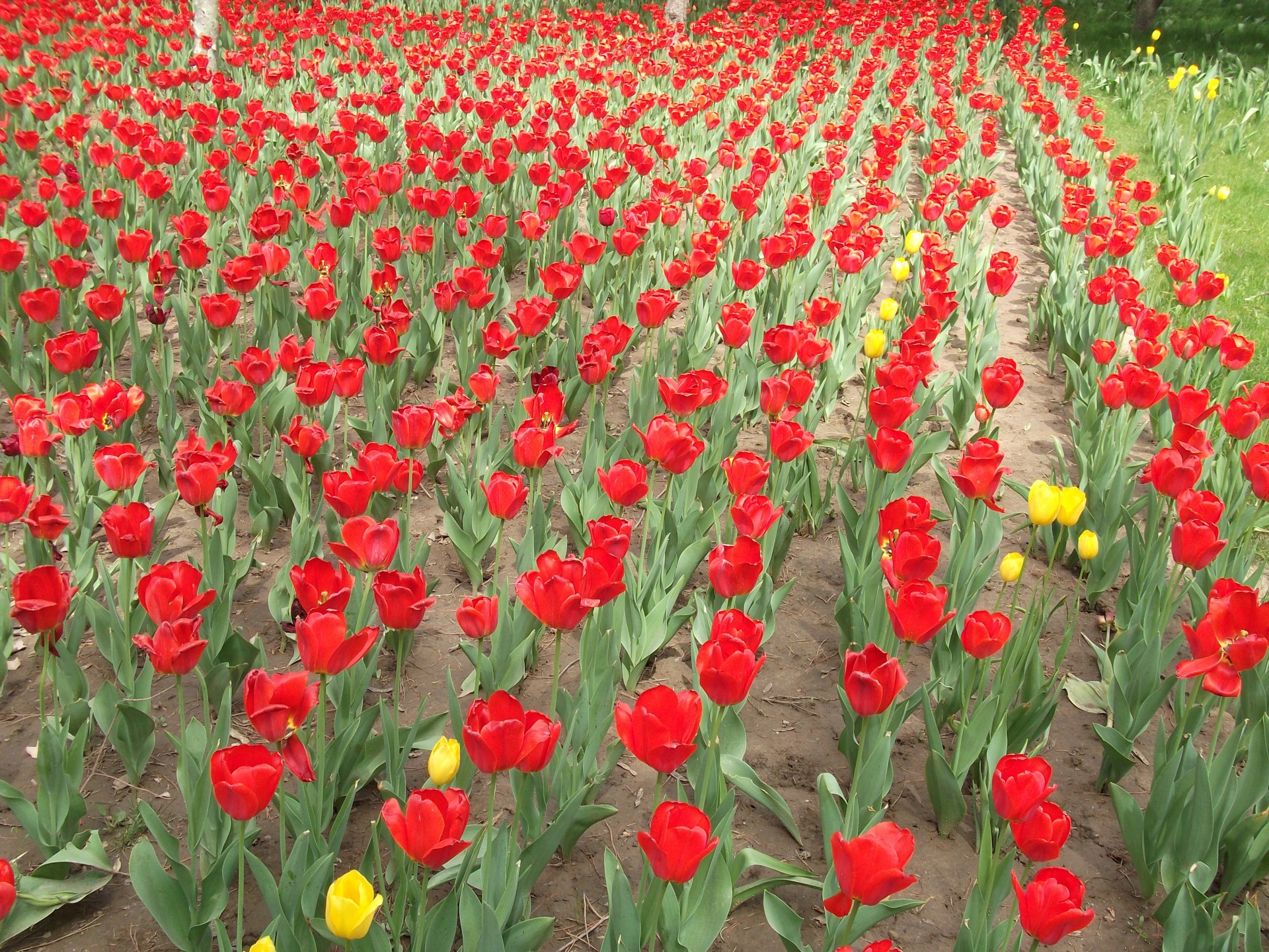 flower tulips park free photo