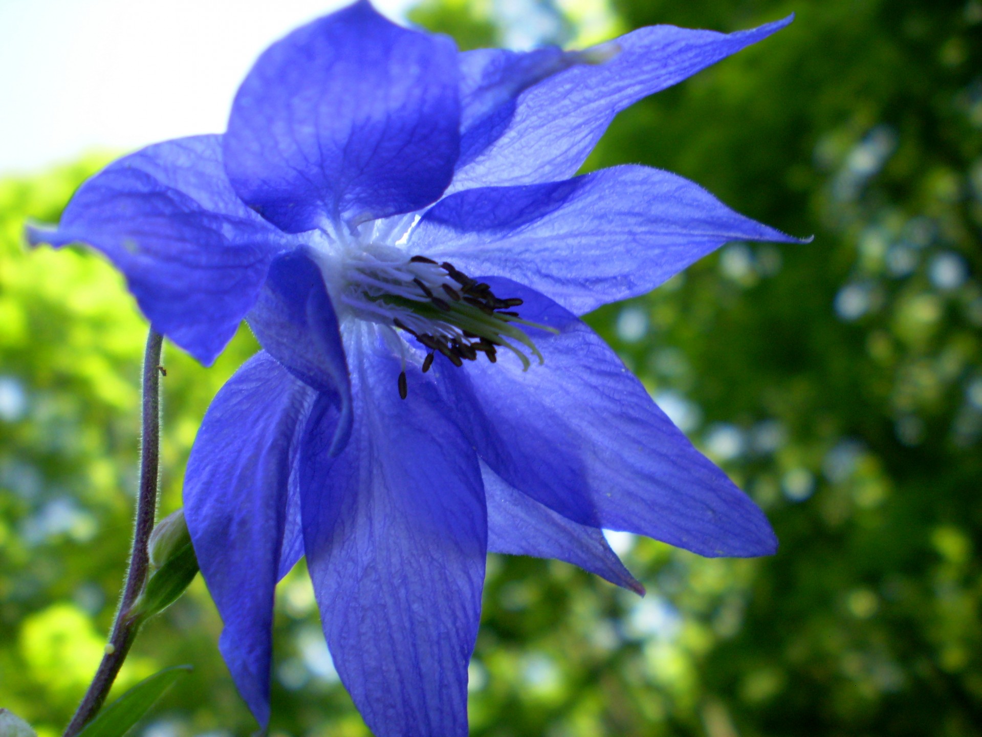 flower flowers blue free photo