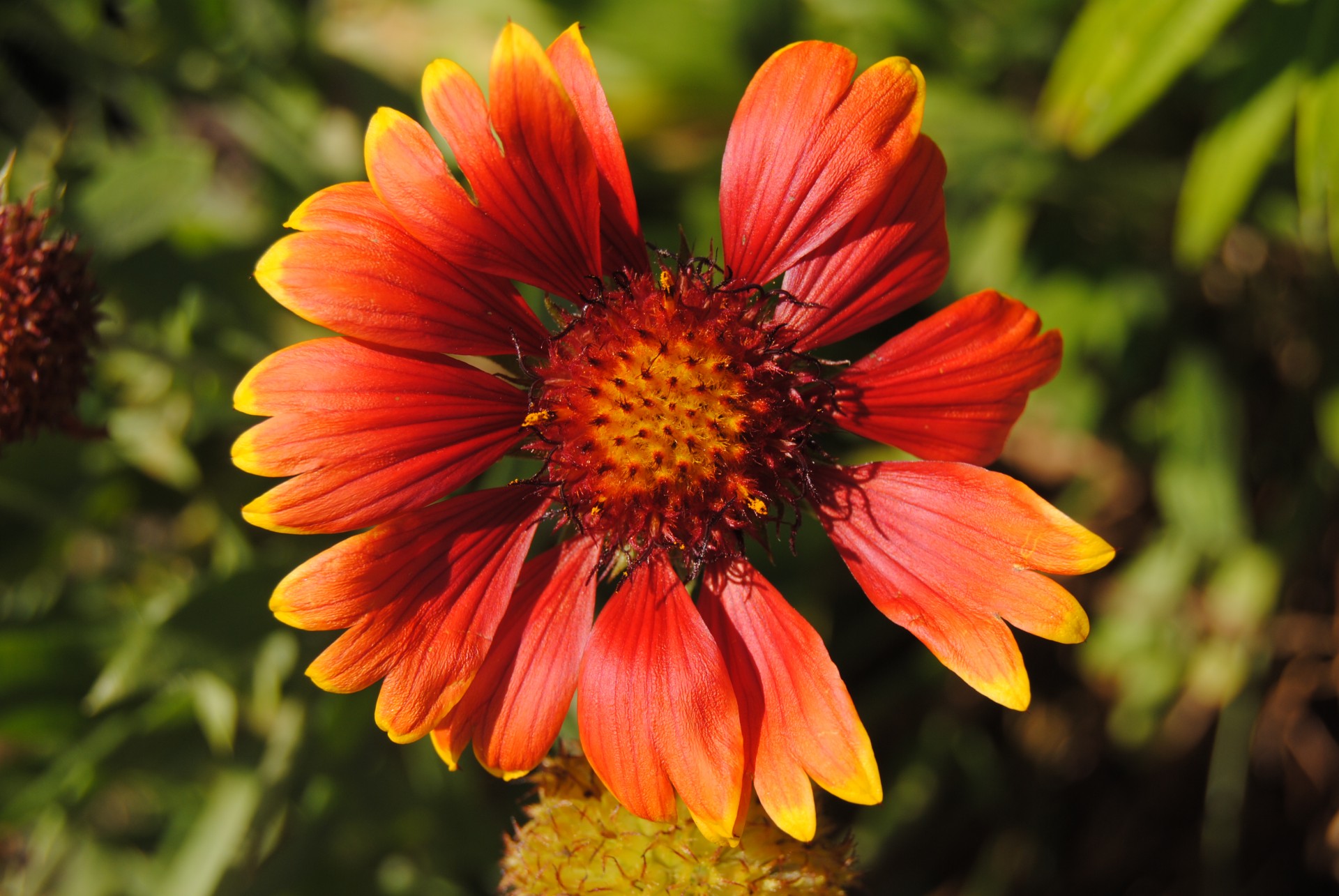 flower flowers red free photo