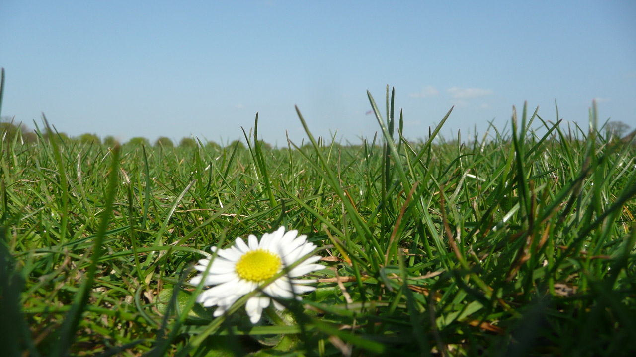 flower grass flower in the grass free photo