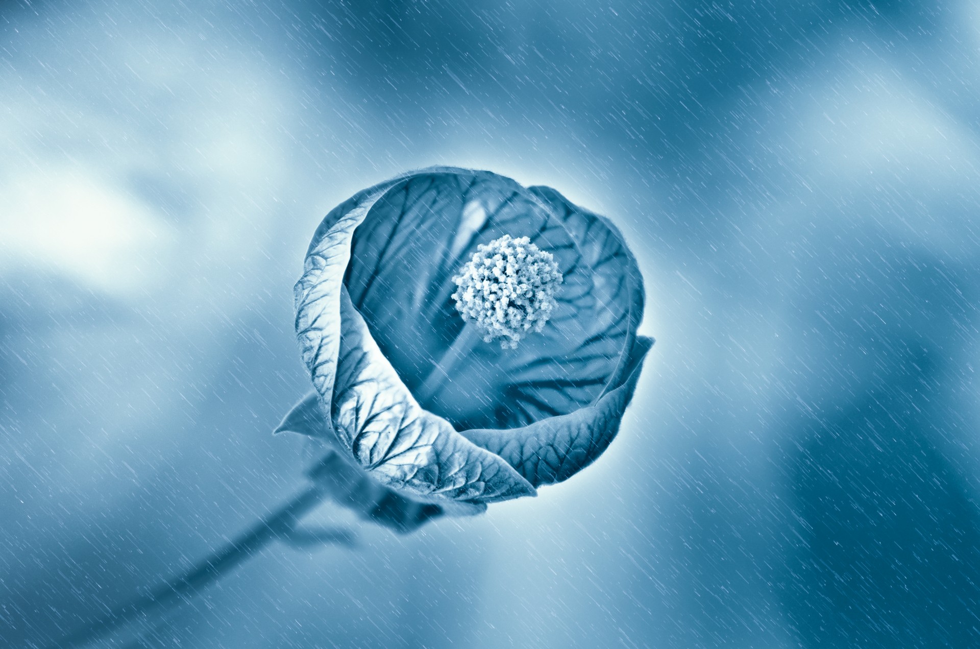 flower rain wet free photo