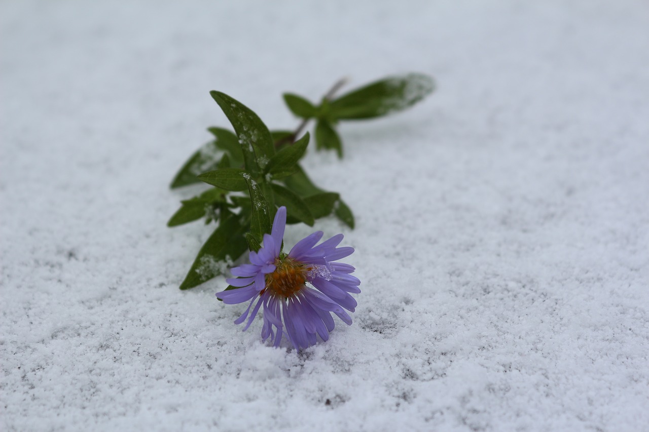 flower in the snow the first snow september free photo