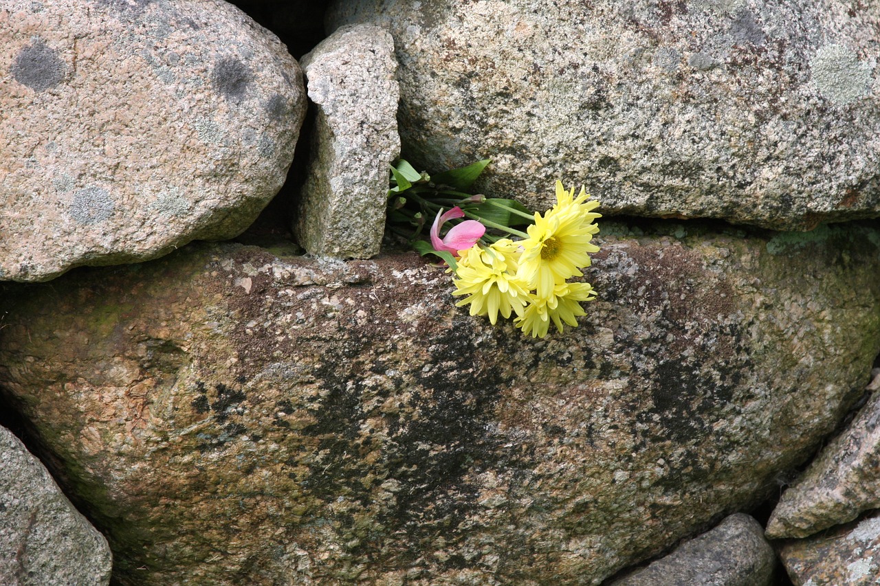 flower in wall persistence survival free photo