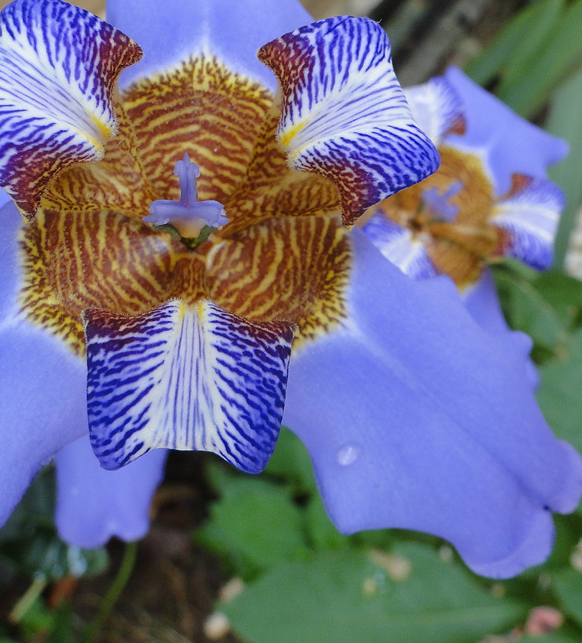 flower iris garden plant free photo