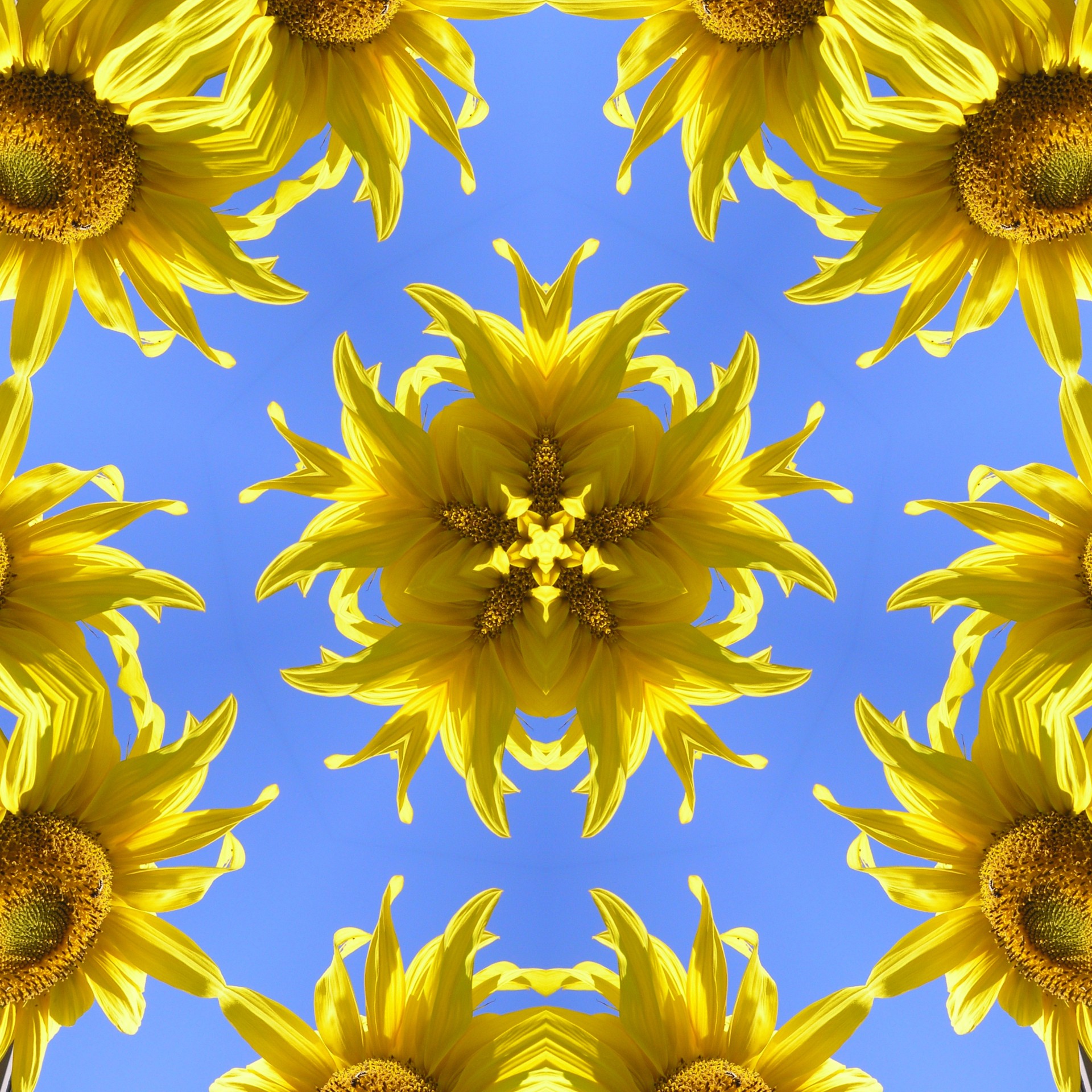sunflower yellow blue free photo