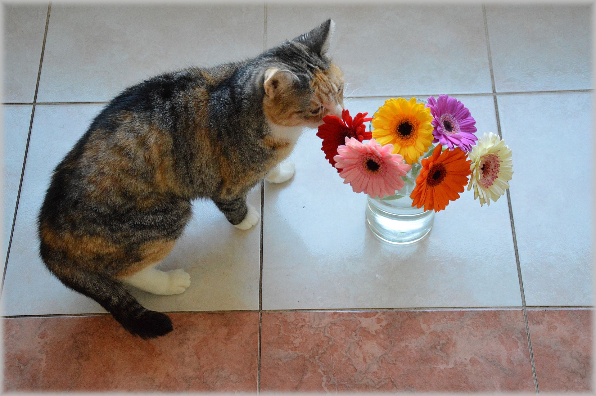 cat pet flowers free photo