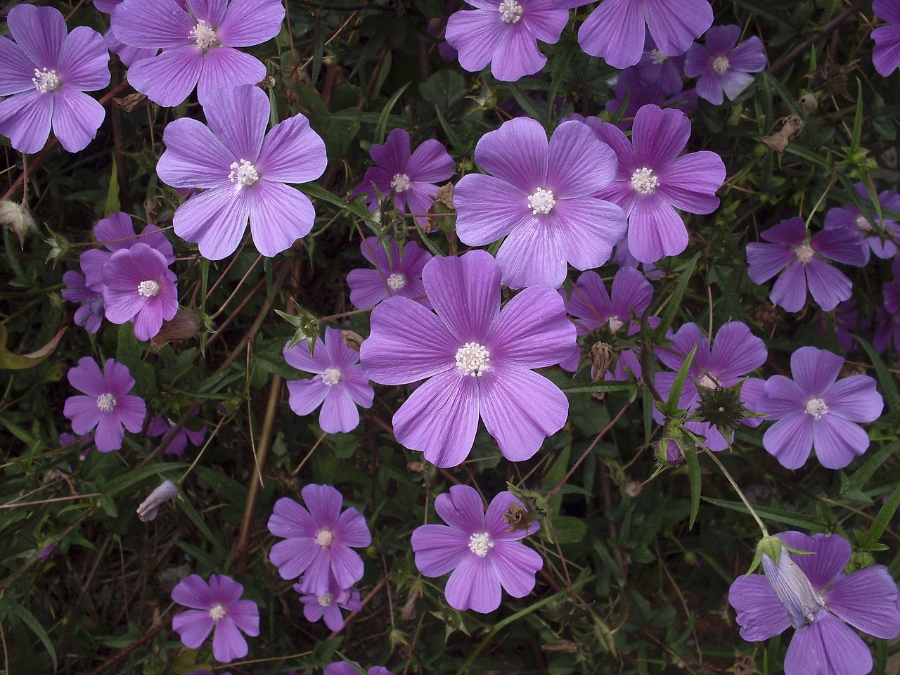 flower lilac purple flower wild flowers free photo