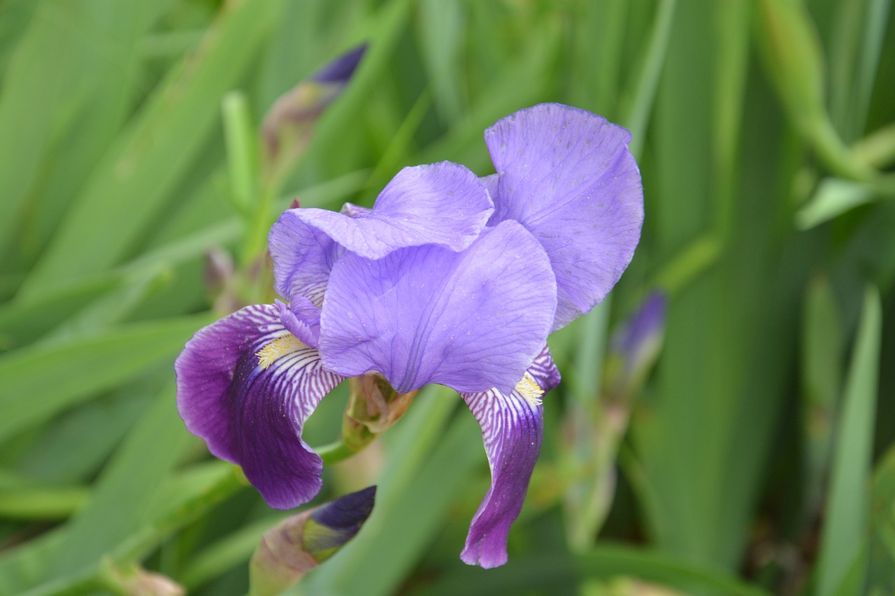 flower lilac  flower  nature free photo