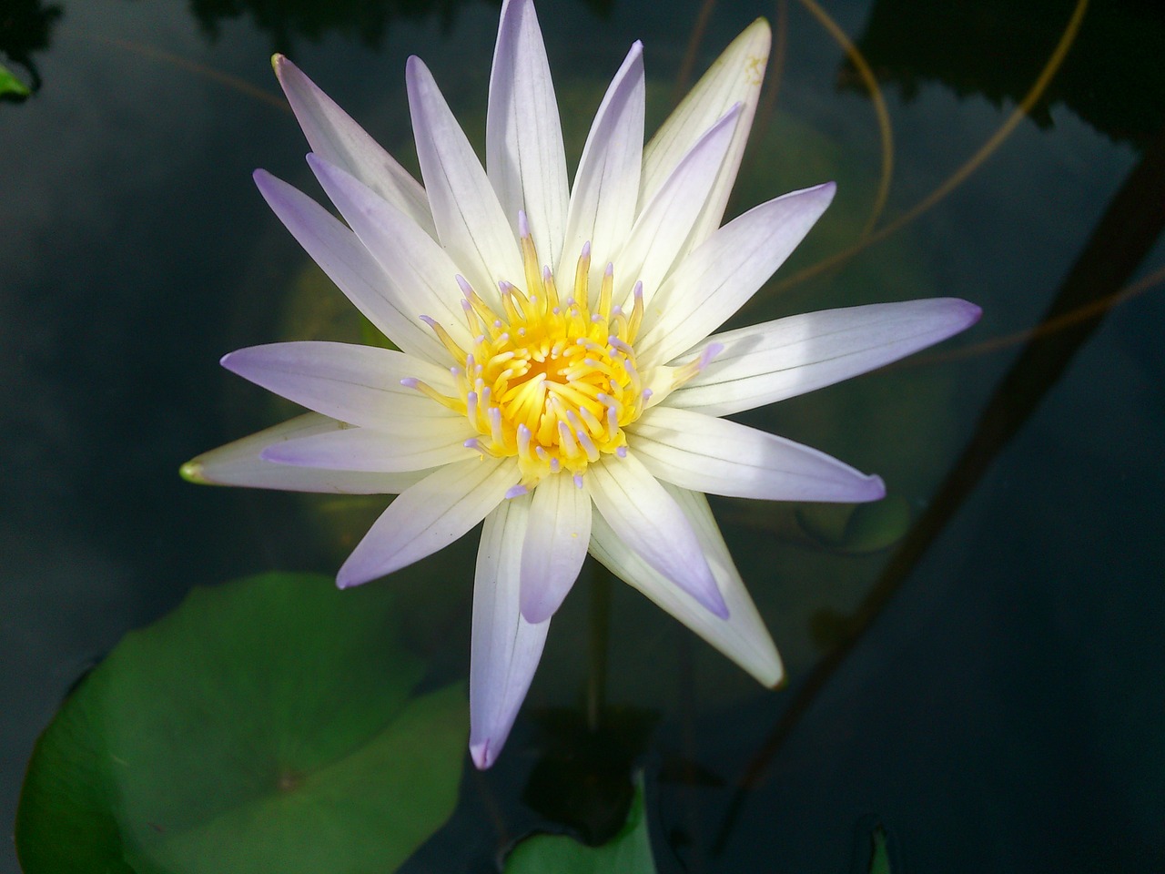flower lily water water lily blossom free photo