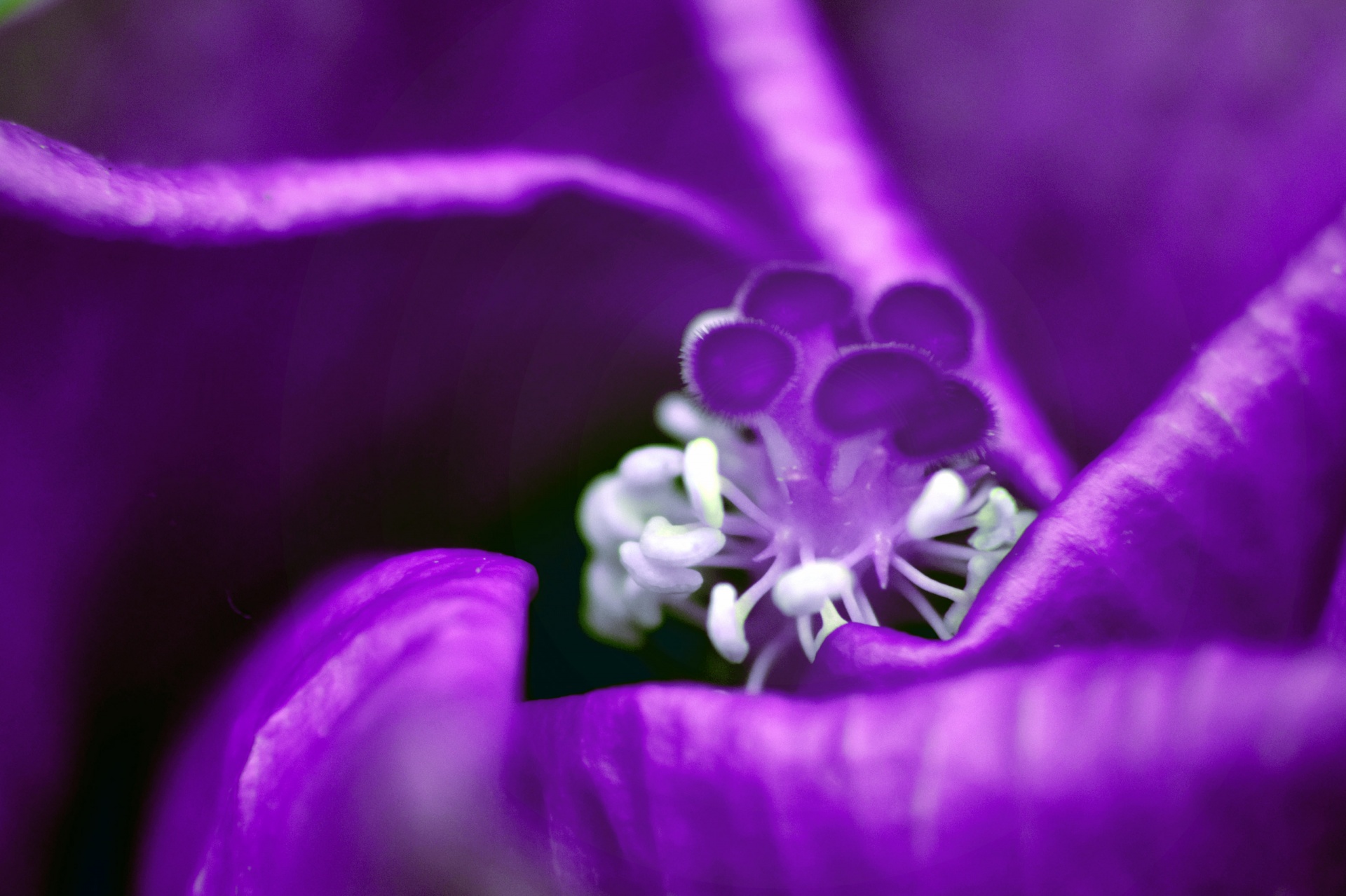 flower macro nature free photo