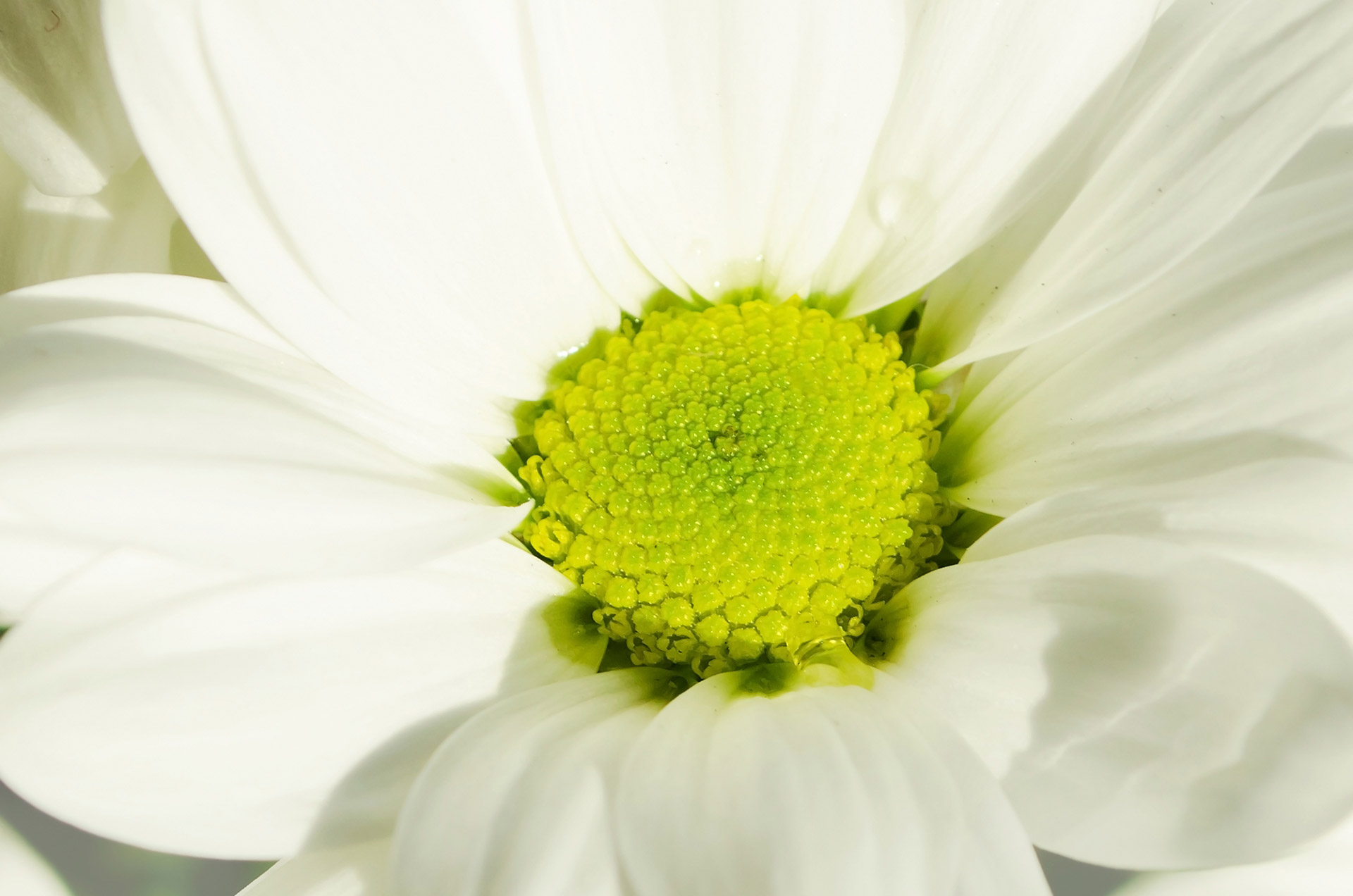 flowers flower plants free photo