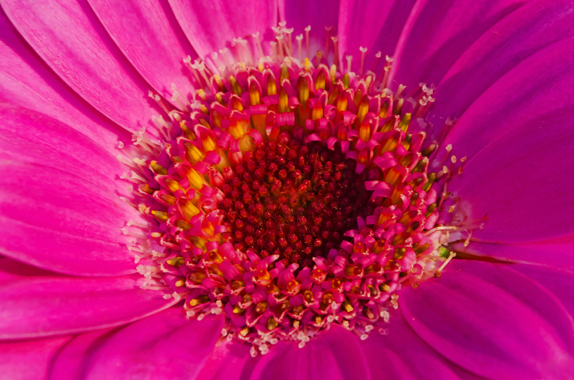 flowers flower plants free photo