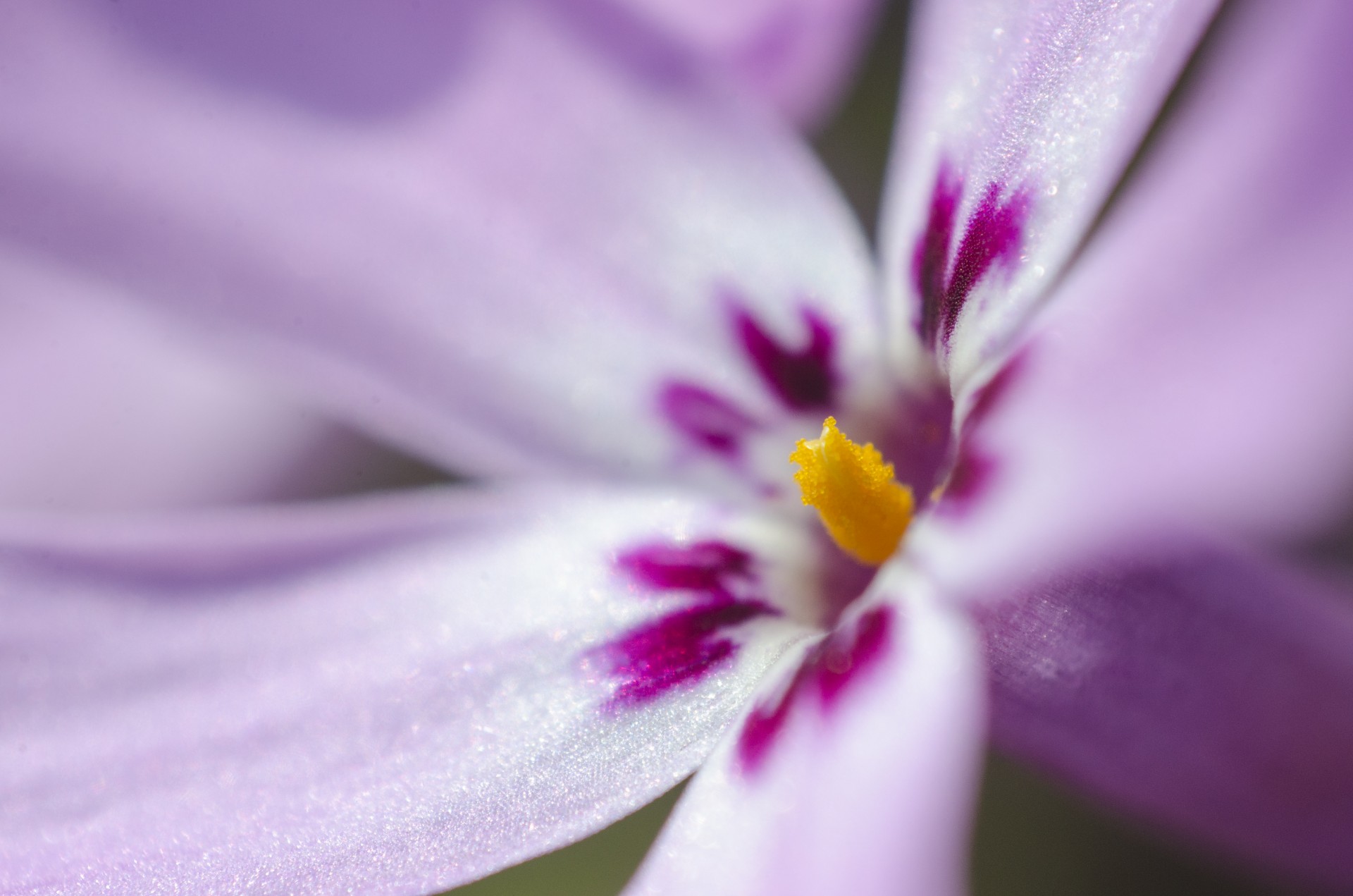 flower purple macro free photo