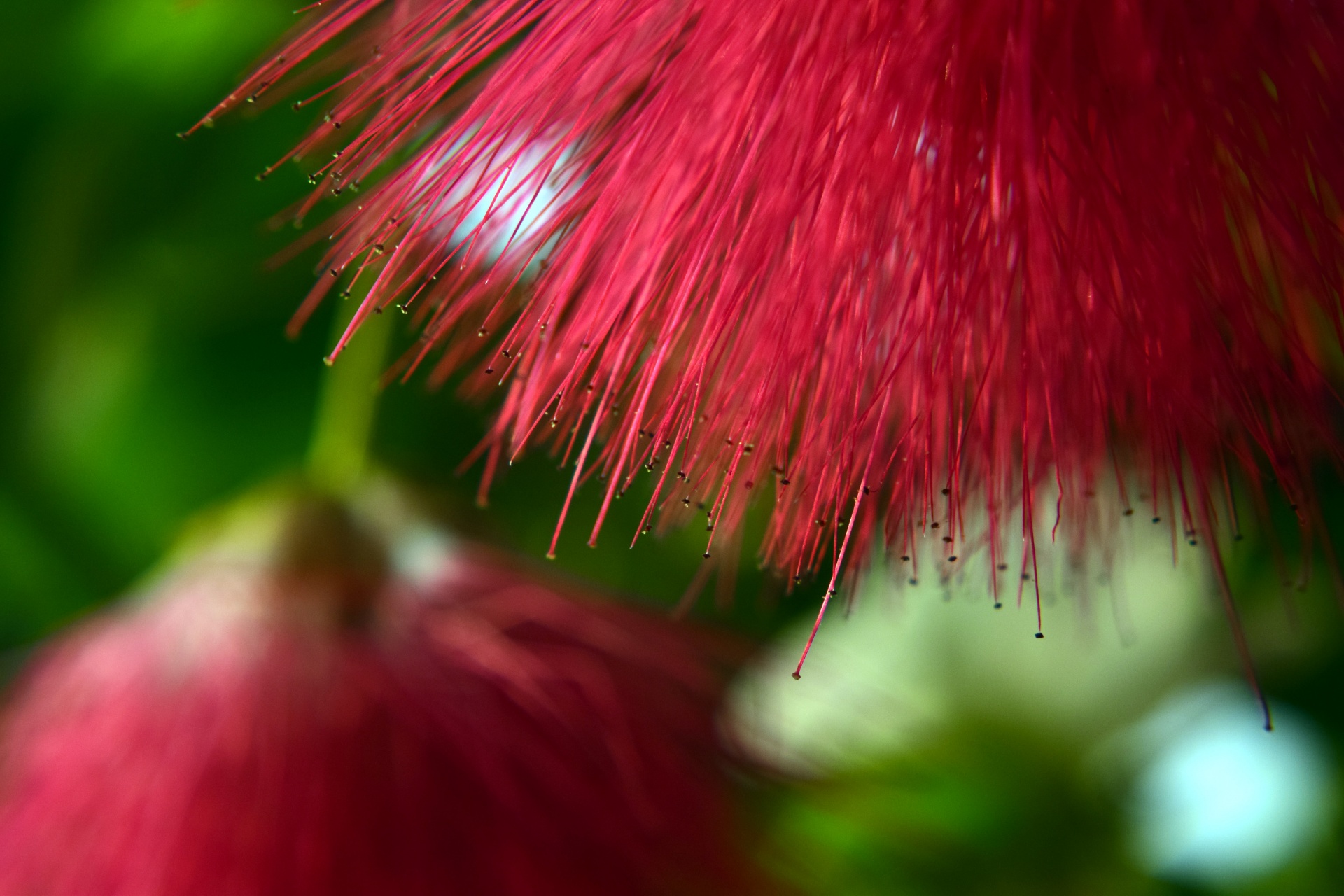 flower red style free photo