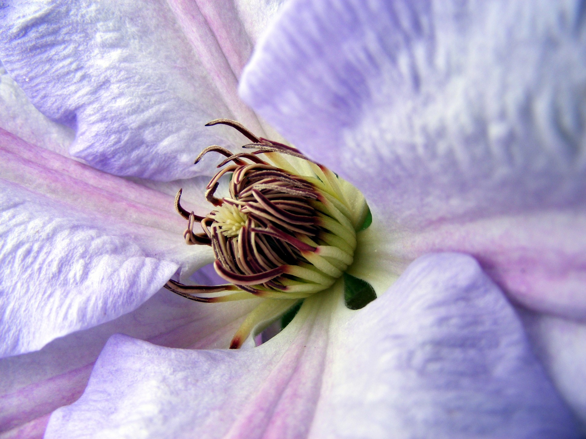 flower petal petals free photo