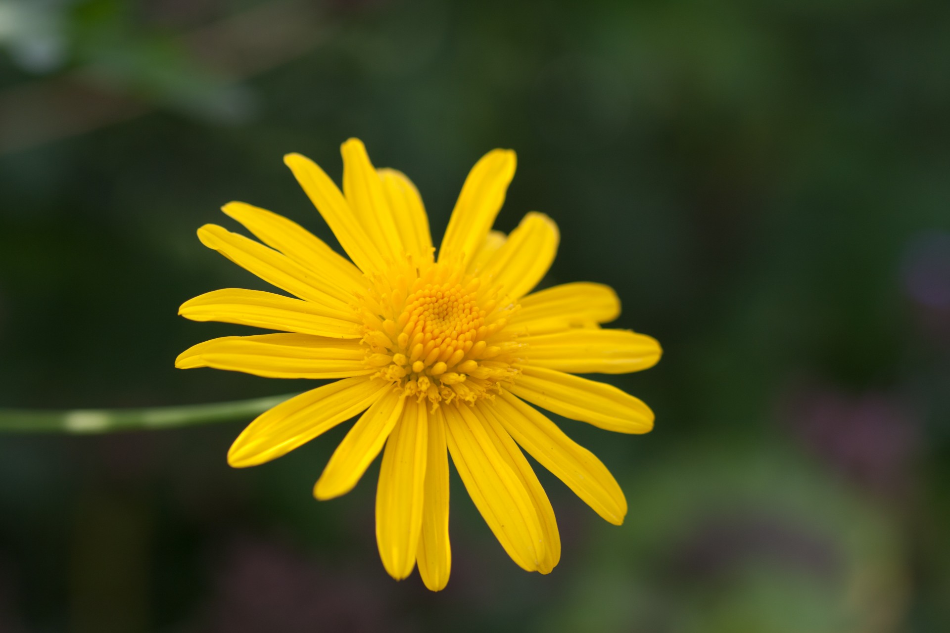 flower daisy yellow free photo