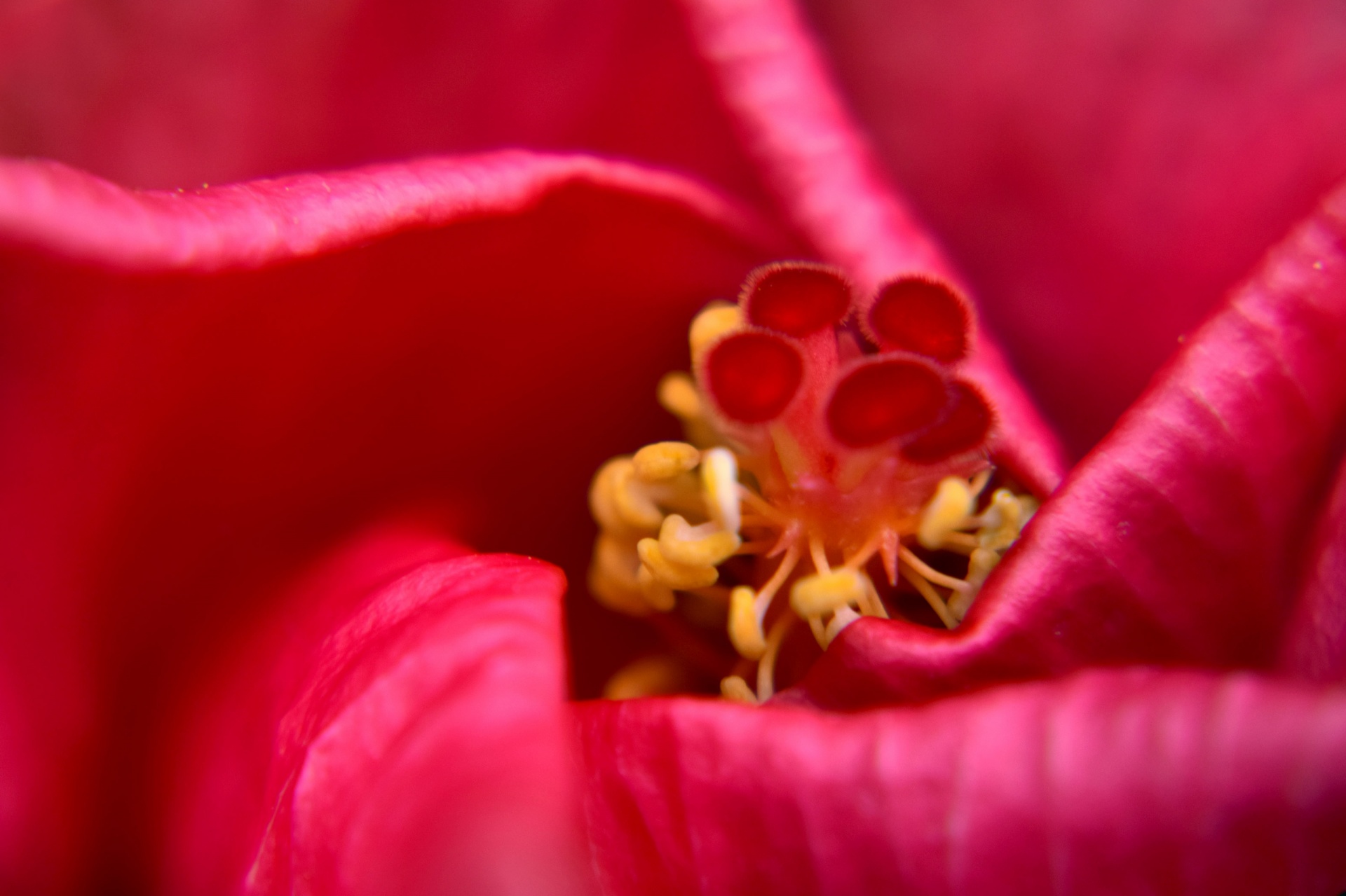 flower macro nature free photo