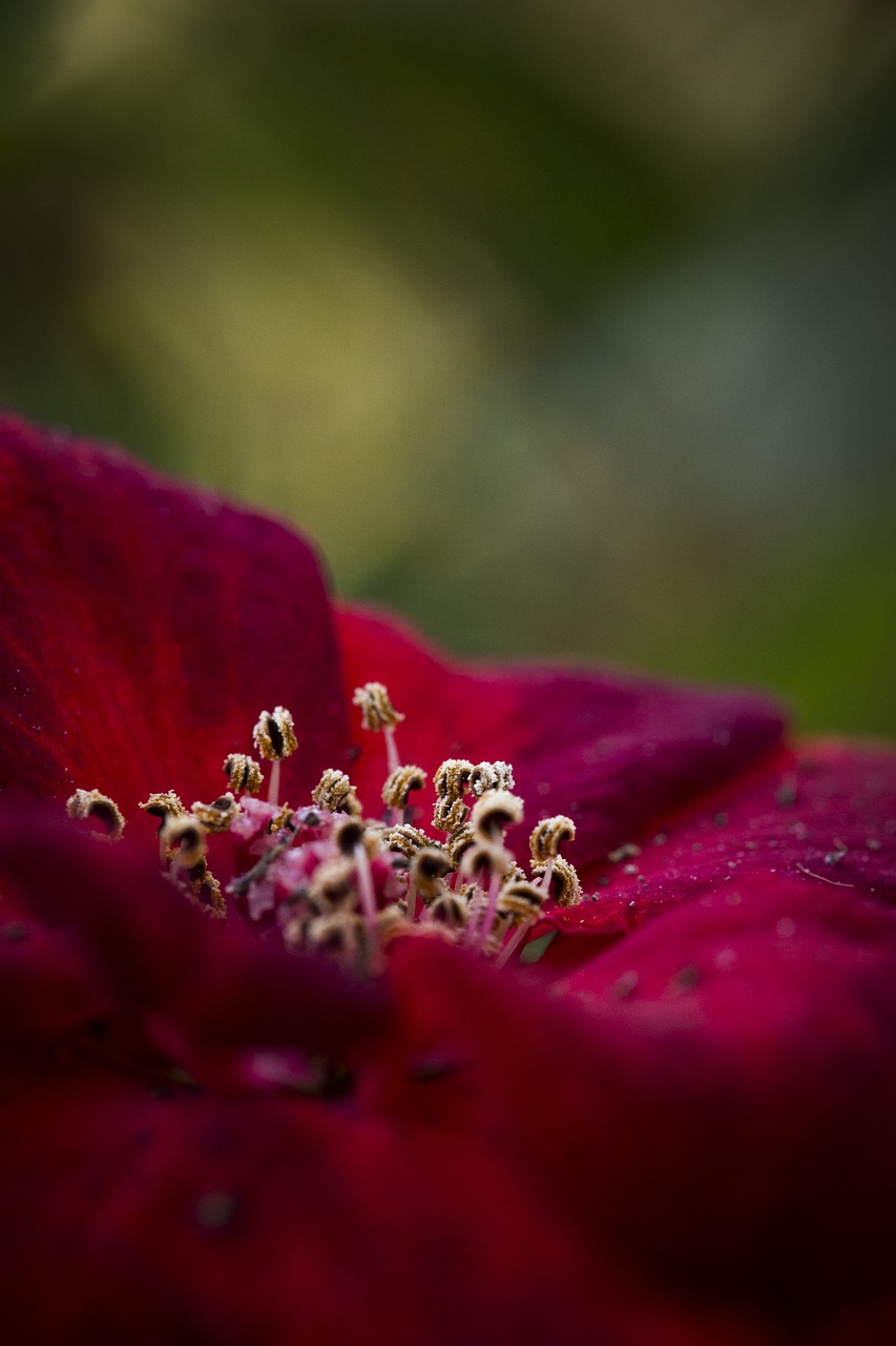 flower macro red flower macro free photo