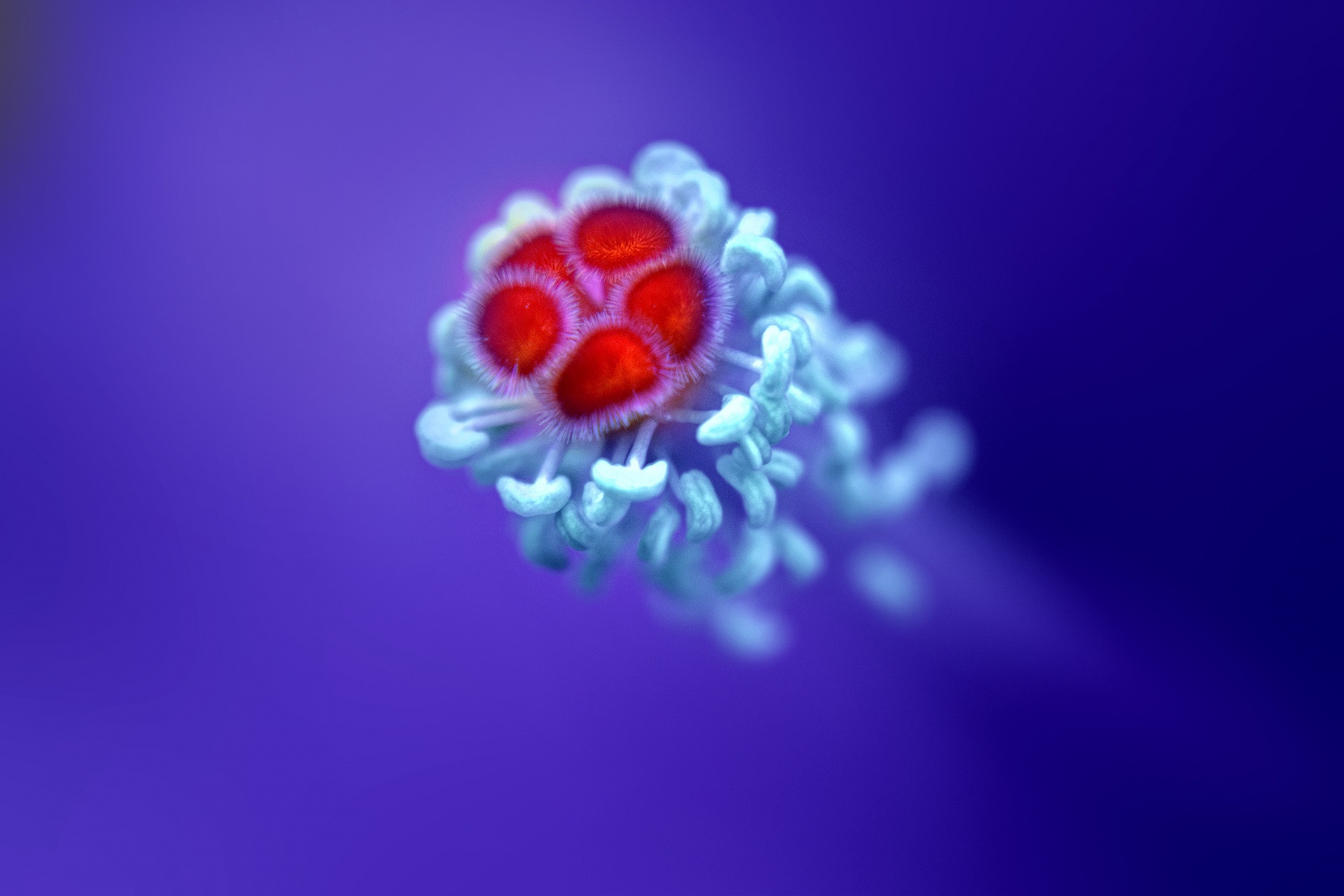 hibiscus macro flower free photo