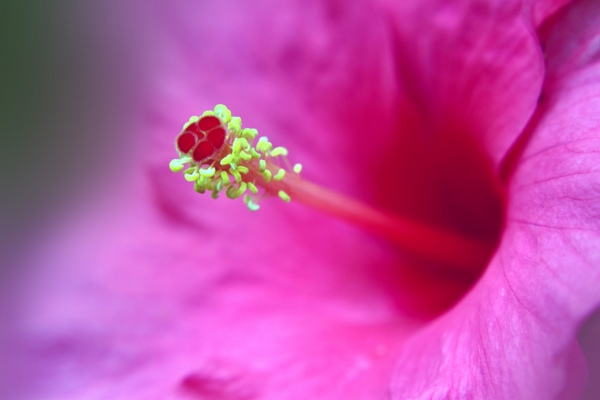 hibiscus macro flower free photo