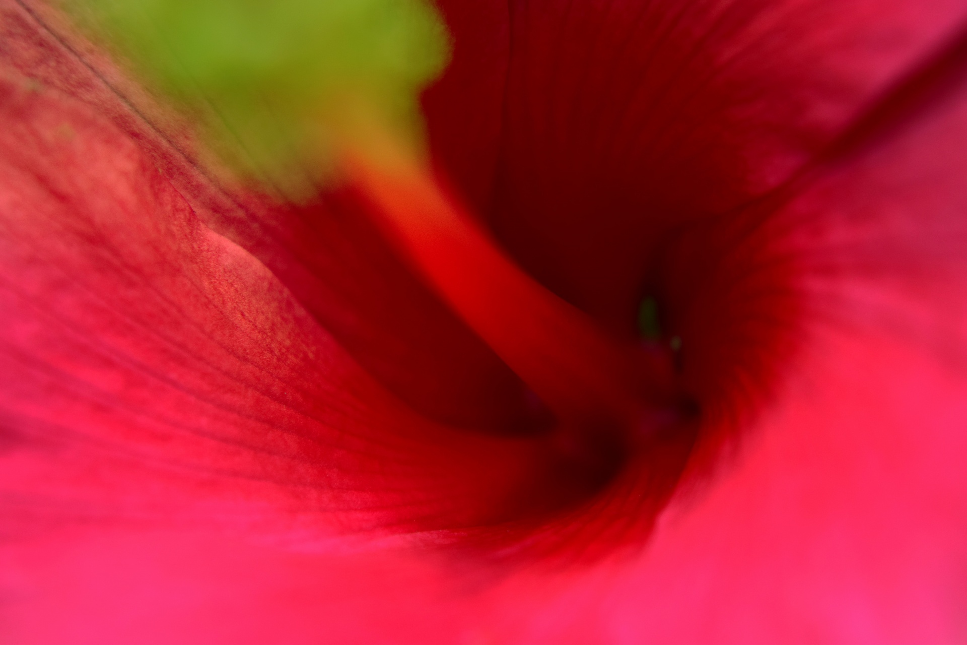 hibiscus macro flower free photo