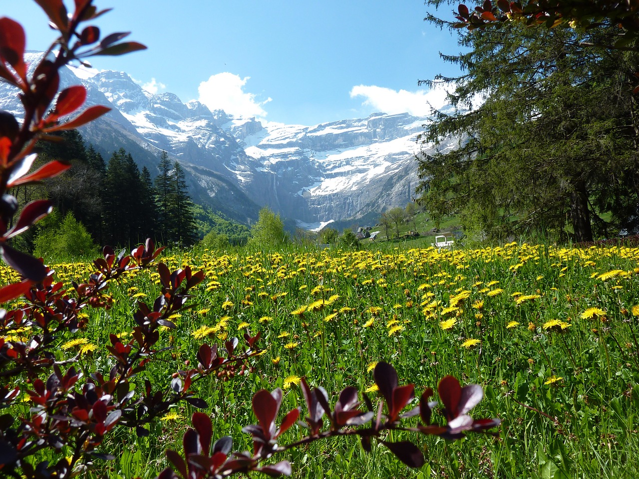 flower meadow dandelion mountain meadow free photo