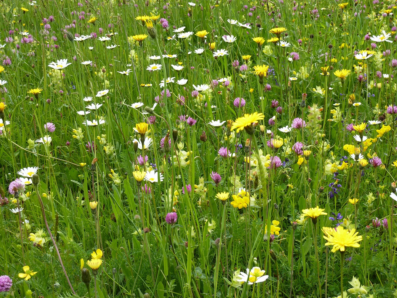 flower meadow nature mountain meadow free photo