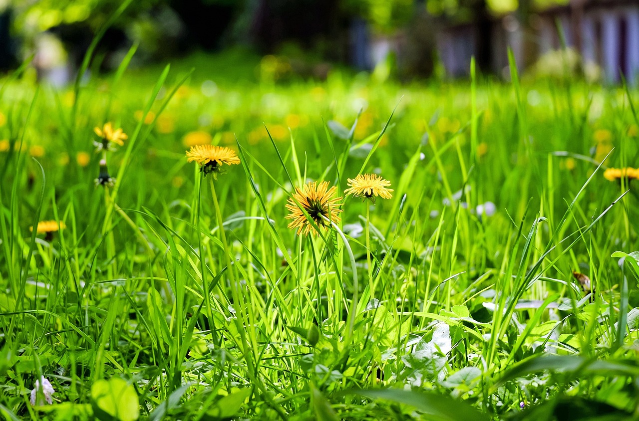 flower meadow meadow dandelion free photo