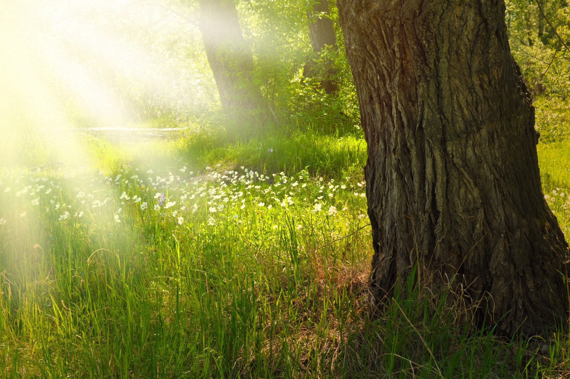 flowers meadow wood free photo